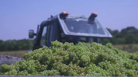 The grapes are ready to be sent to the factory for the production of wine, champ Stock Footage 155464219