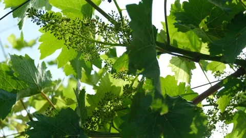 Grapes that are still raw Stock-Footage 246920966