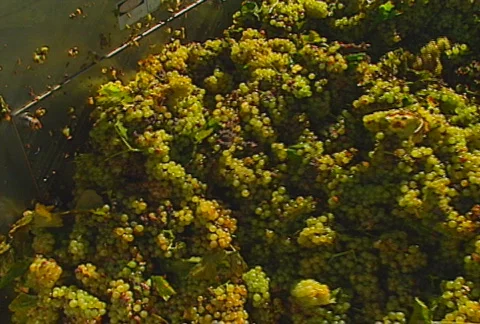 Grapes auger 02 Stock Footage 621302