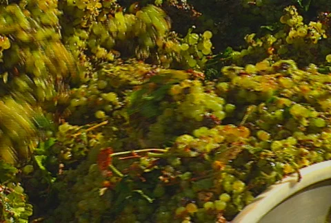 Grapes auger 03 Stock Footage 621301