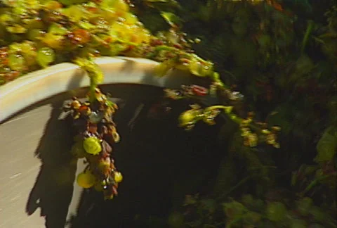 Grapes auger 04 Stock Footage 621318