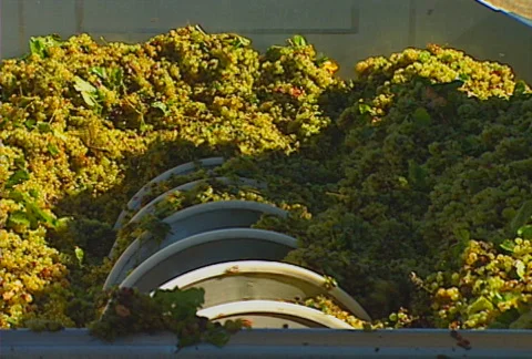 Grapes auger 05 Stock Footage 621308