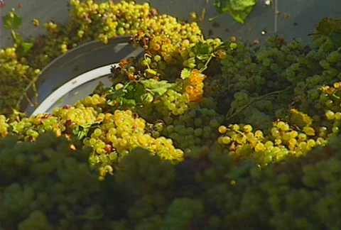 Grapes auger 06 Stock Footage 621324