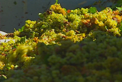 Grapes auger 07 Stock Footage 621328