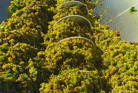 Grapes auger 08 Stock Footage 621338