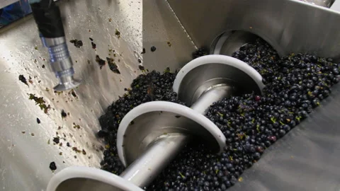 GRAPES INTO AUGER Video stock 173329132