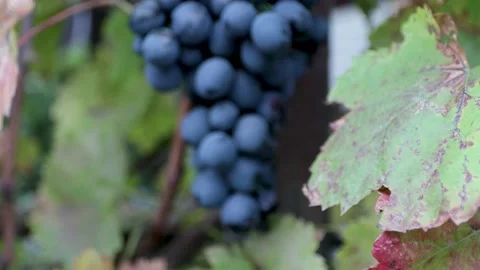 Grapes autumn Stock Footage 220274522