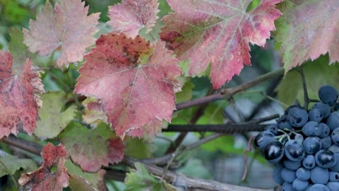 Grapes autumn. Stock Footage 220274617