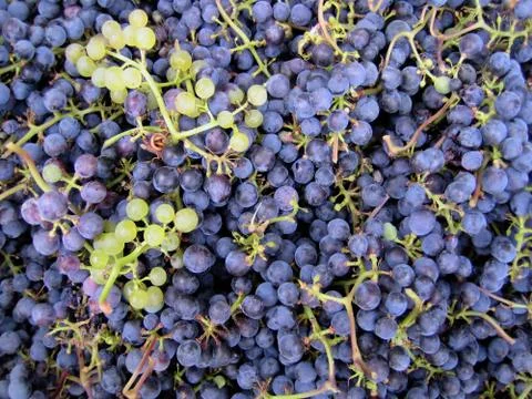 Grapes background Stock-Fotos