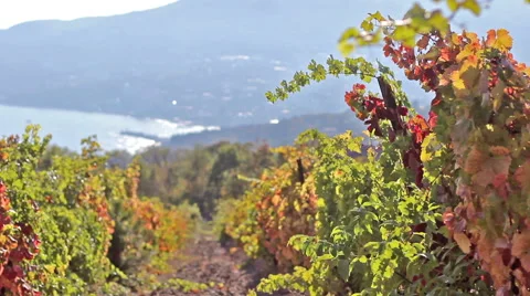Grapes on the background of the sea Stock Footage 68915165