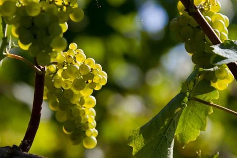 Grapes in backlight Stock Photos