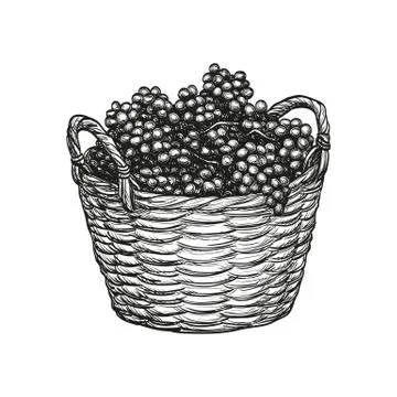 Grapes in basket. Stock Illustration