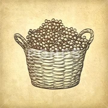 Grapes in basket. Stock Illustration