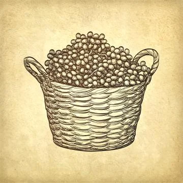 Grapes in basket. Stock Illustration