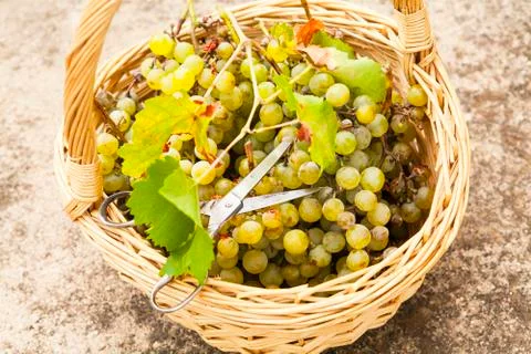 Grapes basket. Stock Photos