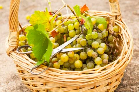 Grapes basket. Stock Photos