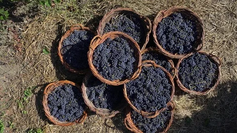 Grapes in baskets Stock Footage 81256422
