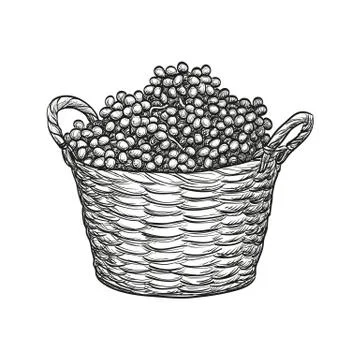 Grapes in baskets. Stock Illustration