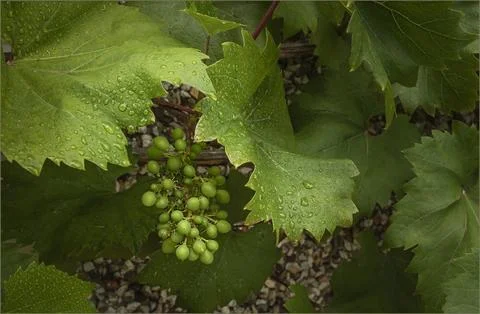 Grapes begining to form on a vine Stock Photos