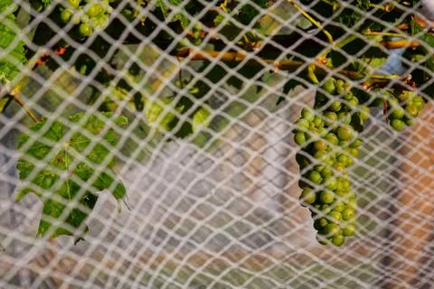 Grapes behind bird proof nets in New Zealand. Stock-Fotos