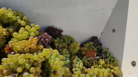 Grapes being crushed 스톡 동영상 219491771