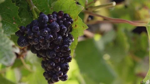 Grapes Being Cut Off Vine Stock Footage 82522977
