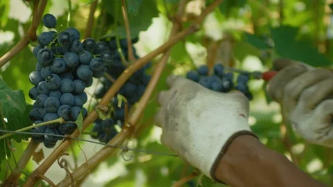 Grapes being harvested from the grapevine Stock-Footage 102204997