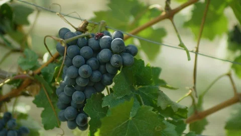 Grapes being harvested from the grapevine Stock-Footage 102205035