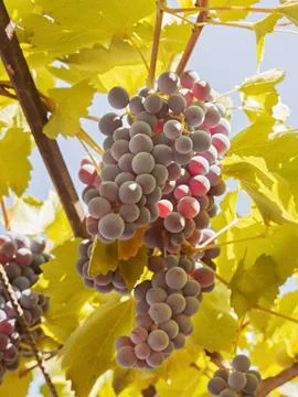 Grapes between leaves Stock Photos