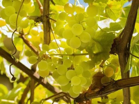 Grapes between leaves Stock Photos