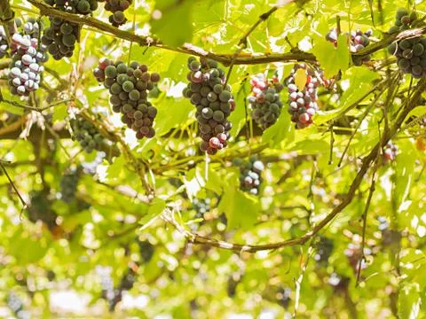 Grapes between leaves Stock Photos