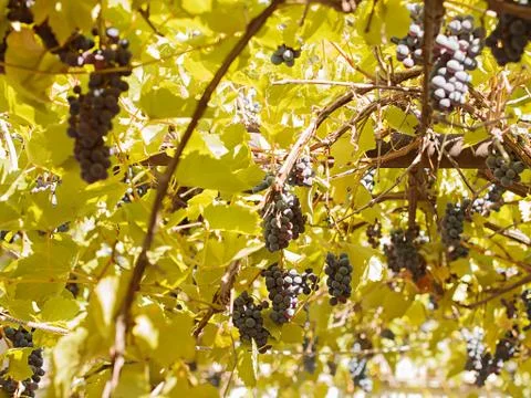 Grapes between leaves Stock Photos