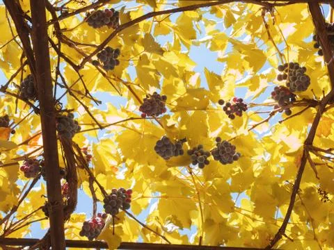 Grapes between leaves Stock Photos