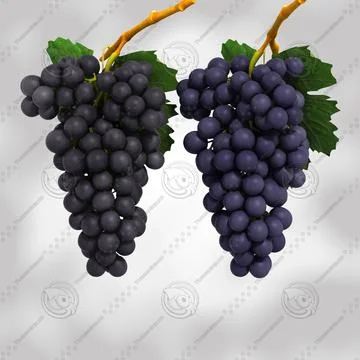 3D Grapes Models ~ Download a Grapes 3D Model | Pond5