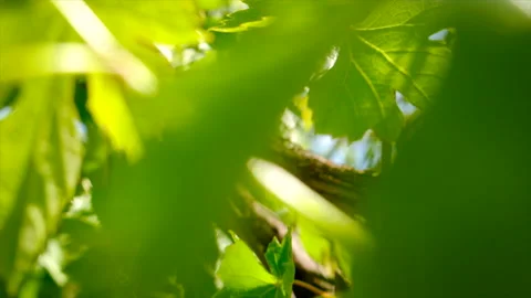 Grapes bloom in the garden. Selective focus. Stock Footage 197672090