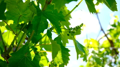 Grapes bloom in the garden. Selective focus. Vidéo 198217832