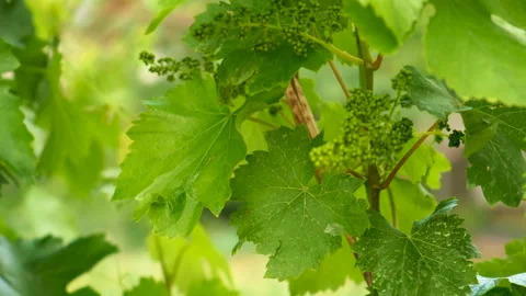 Grapes bloom in the garden. Selective focus. Vidéo 257005261