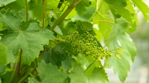 Grapes bloom in the garden. Selective focus. Vidéo 259797084