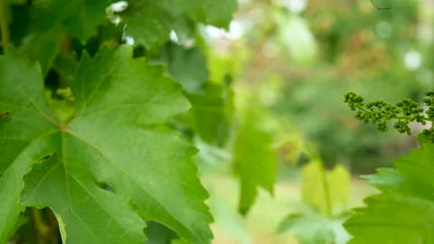 Grapes bloom in the garden. Selective focus. Vidéo 260376115