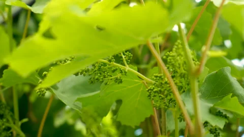 Grapes bloom in the garden. Selective focus. Vidéo 260403051