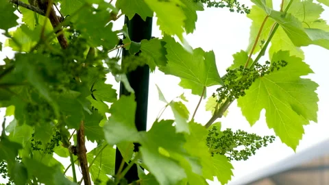 Grapes bloom in the garden. Selective focus. Vidéo 260719631