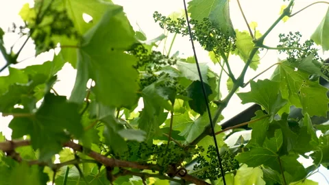 Grapes bloom in the garden. Selective focus. Vidéo 261135715