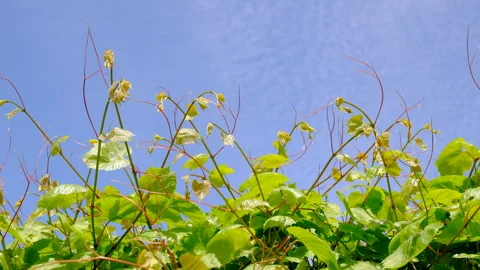 Grapes bloom in the garden. Selective focus. Stock Footage 313345323