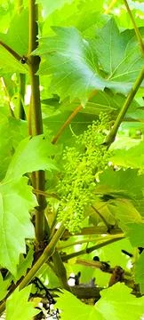 Grapes in bloom 스톡 사진