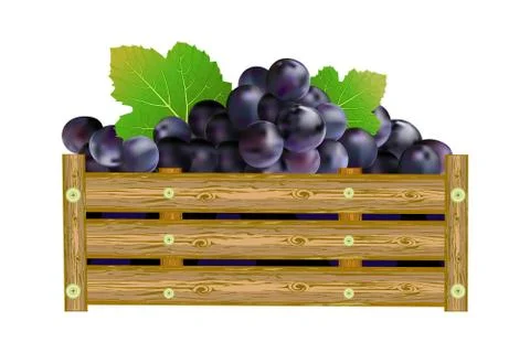Grapes in box isolated on white background. Stock Illustration