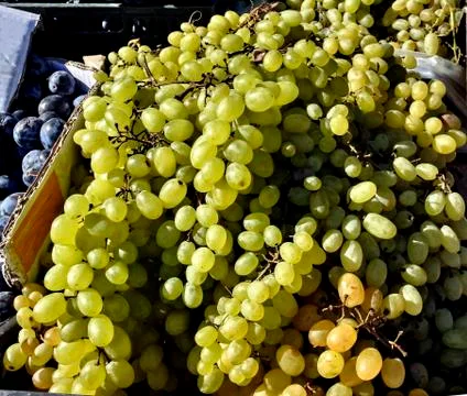 Grapes in a box Stock Photos