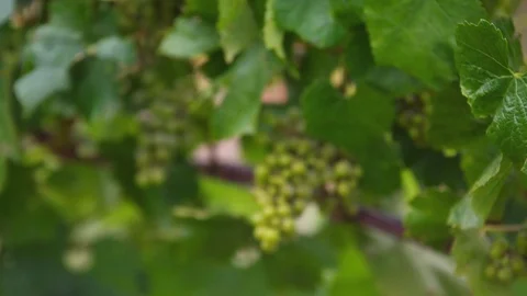 Grapes on Branch Vídeos de archivo 86703492
