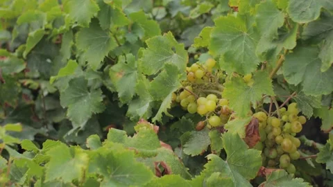 Grapes on a branch moving by the wind at Lanzarote Stock Footage 169601778