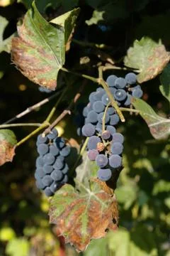 Grapes on a branch Stock Photos