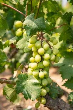 Grapes on a branch Foto stock
